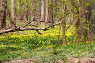 Bluebell Patikası, Three Creek Metro Parkı, Columbus, Ohio