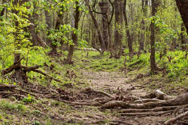 Bluebell Patikası, Three Creek Metro Parkı, Columbus, Ohio