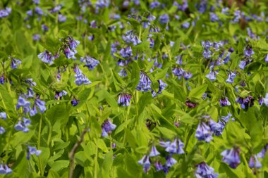 Bluebell Patikası, Three Creek Metro Parkı, Columbus, Ohio