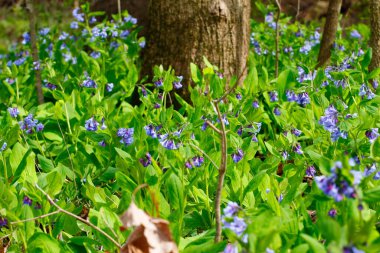 Bluebell Patikası, Three Creek Metro Parkı, Columbus, Ohio