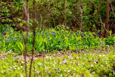 Bluebell Patikası, Three Creek Metro Parkı, Columbus, Ohio