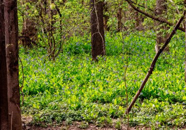 Bluebell Patikası, Three Creek Metro Parkı, Columbus, Ohio