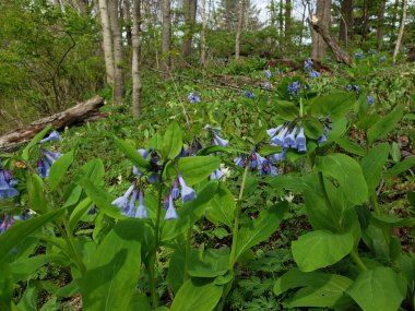 Bluebell Patikası, Three Creek Metro Parkı, Columbus, Ohio