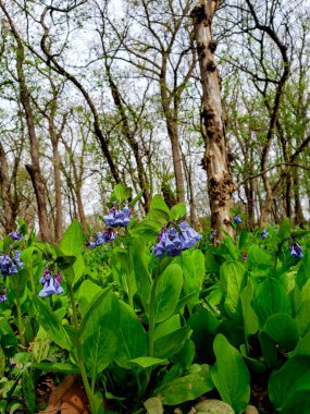 Bluebell Patikası, Three Creek Metro Parkı, Columbus, Ohio