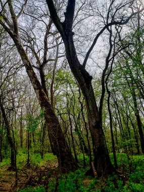 Bluebell Patikası, Three Creek Metro Parkı, Columbus, Ohio