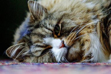 Erkek Ragamuffin Kedisi Dinleniyor