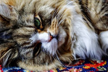 Erkek Ragamuffin Kedisi Dinleniyor