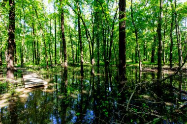 Baharda İkiz Bataklık Doğa Koruma Alanı, Posey County, Indiana
