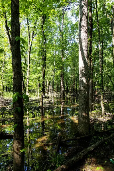 Baharda İkiz Bataklık Doğa Koruma Alanı, Posey County, Indiana