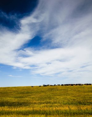 Tepedeki Sığır Sürüsü Yazın Güney Dakota 'nın Büyük Ovaları