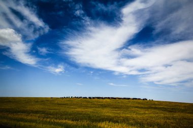 Tepedeki Sığır Sürüsü Yazın Güney Dakota 'nın Büyük Ovaları