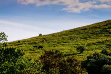 Spring, Dover, Ohio 'da Bir Tepe Üzerinde Bir At Çifti Manzarası