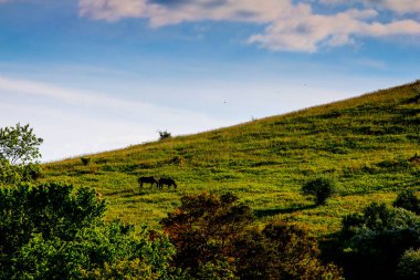 Spring, Dover, Ohio 'da Bir Tepe Üzerinde Bir At Çifti Manzarası