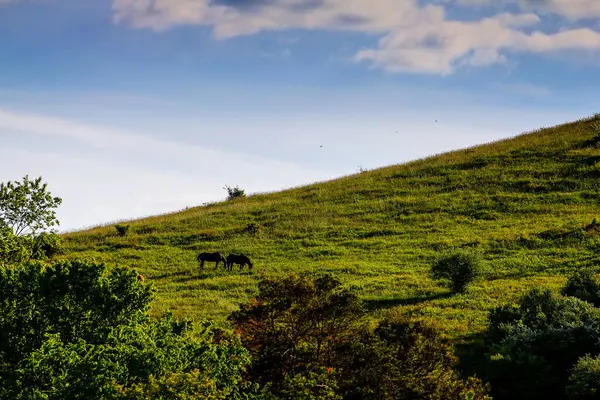 Spring, Dover, Ohio 'da Bir Tepe Üzerinde Bir At Çifti Manzarası