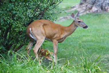 Fawn ile Banliyö Geyiği