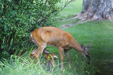 Fawn ile Banliyö Geyiği