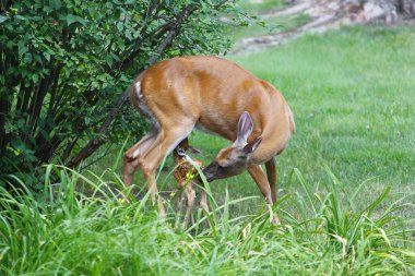Fawn ile Banliyö Geyiği