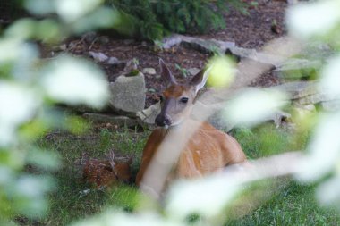 Fawn ile Banliyö Geyiği