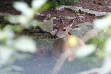 Fawn ile Banliyö Geyiği