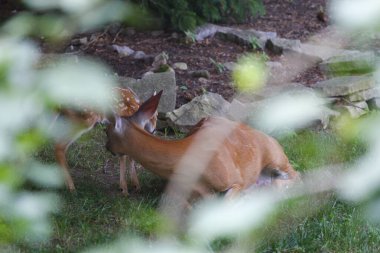 Fawn ile Banliyö Geyiği