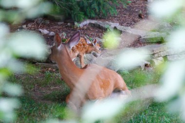 Fawn ile Banliyö Geyiği