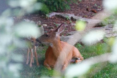 Fawn ile Banliyö Geyiği