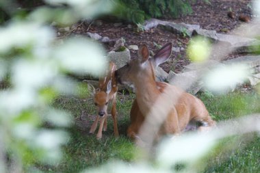 Fawn ile Banliyö Geyiği