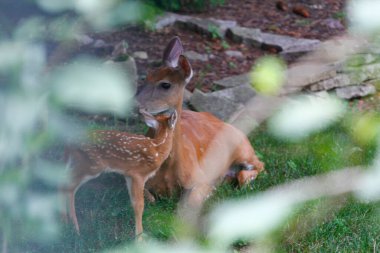 Fawn ile Banliyö Geyiği