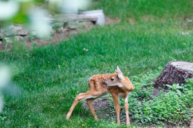 Fawn ile Banliyö Geyiği Görünümü