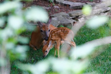 Fawn ile Banliyö Geyiği Görünümü