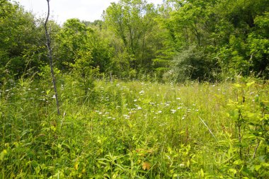 O 'Shaughnessy Doğa Koruma Alanı, Dublin, Ohio