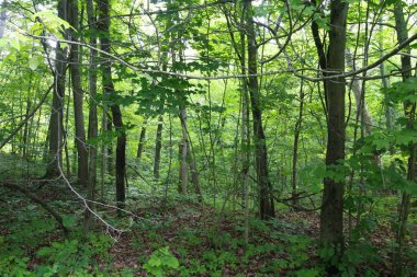 O 'Shaughnessy Doğa Koruma Alanı, Dublin, Ohio