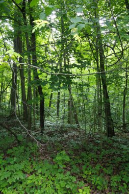 O 'Shaughnessy Doğa Koruma Alanı, Dublin, Ohio