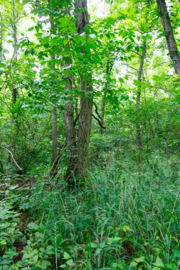 O 'Shaughnessy Doğa Koruma Alanı, Dublin, Ohio