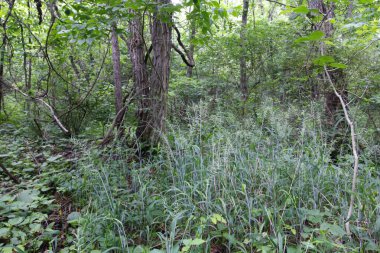 O 'Shaughnessy Doğa Koruma Alanı, Dublin, Ohio