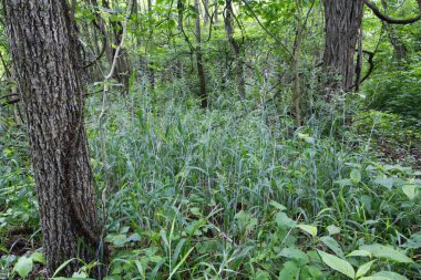 O 'Shaughnessy Doğa Koruma Alanı, Dublin, Ohio