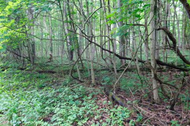 O 'Shaughnessy Doğa Koruma Alanı, Dublin, Ohio