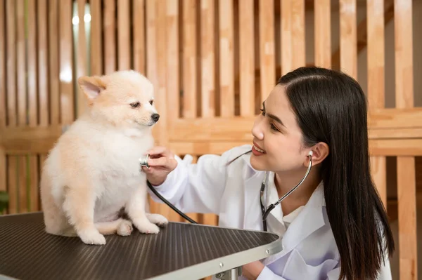 Молодая Женщина Ветеринар Стетоскопом Осматривает Собаку Ветеринарной Клинике — стоковое фото