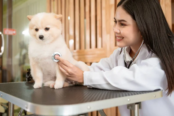 Μια Νεαρή Γυναίκα Κτηνίατρος Στηθοσκόπιο Εξέταση Σκύλου Κλινική Κτηνίατρο — Φωτογραφία Αρχείου