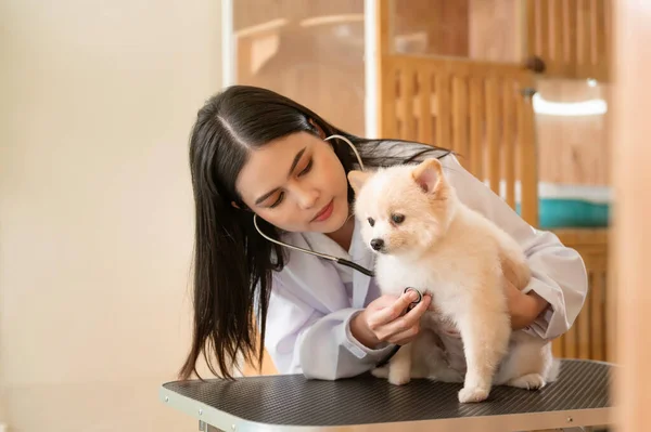 Une Jeune Vétérinaire Femelle Avec Stéthoscope Examinant Chien Clinique Vétérinaire — Photo