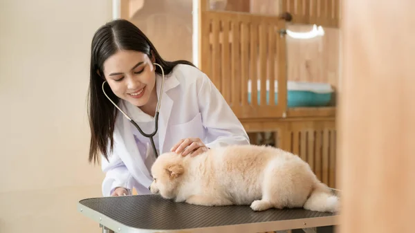 A Young female veterinarian with stethoscope examining dog in vet clinic