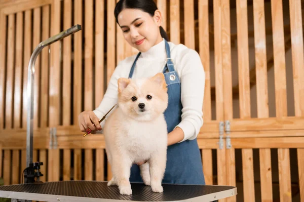 Μια Γυναίκα Επαγγελματίας Groomer Κούρεμα Σκυλί Στο Κατοικίδιο Ζώο Spa — Φωτογραφία Αρχείου