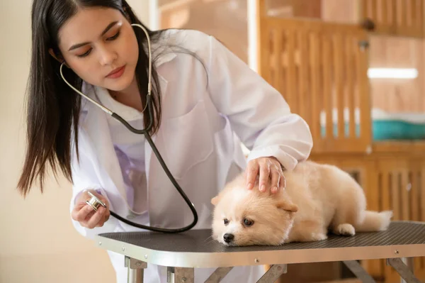 Молодая Женщина Ветеринар Стетоскопом Осматривает Собаку Ветеринарной Клинике — стоковое фото
