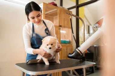 A Female professional groomer blowing dry dog fur at pet spa grooming salon