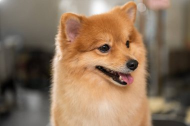 Portrait of little cute brown dog 