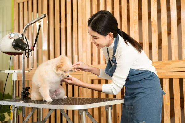 Female Professional Groomer Combing Dog Fur Pet Spa Grooming Salon — Stock fotografie