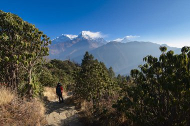Genç bir gezgin orman yolunda yürüyor, Nepal