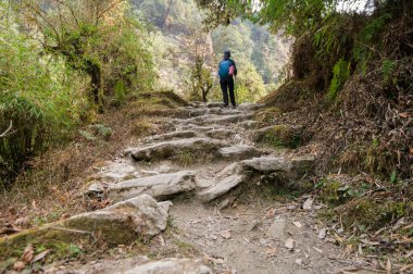 Genç bir gezgin orman yolunda yürüyor, Nepal