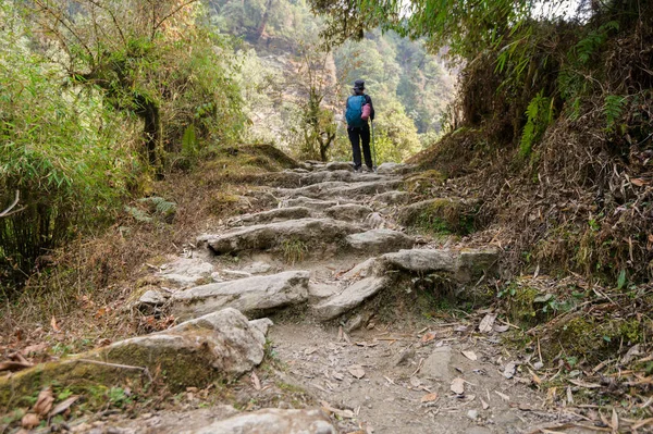 stock image A young traveller trekking on forest trail , Nepal
