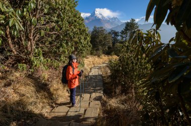 Genç bir gezgin orman yolunda yürüyor, Nepal